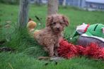 Cavapoo pups nieuw nestje " Honey ", Dieren en Toebehoren, Honden | Niet-rashonden, 15 weken tot 1 jaar, Buitenland, Parvo, Meerdere