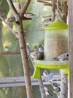 zebravinken, Dieren en Toebehoren, Vogels | Kanaries, Meerdere dieren