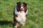 Australische Herder Dekreu (red tri), Dieren en Toebehoren, Honden | Dekreuen, België, Reu, CDV (hondenziekte), Eén hond