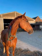 Vosse ruin 2017, Dieren en Toebehoren, Paarden, ZZ, Gechipt, Ruin, Dressuurpaard