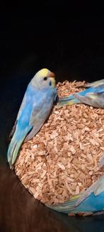 Regenboog grasparkieten, Dieren en Toebehoren, Vogels | Parkieten en Papegaaien