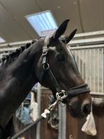 Merrie 9 jaar , merrie met veel mogelijkheden, Merrie, Springpaard, Gechipt, 7 tot 10 jaar