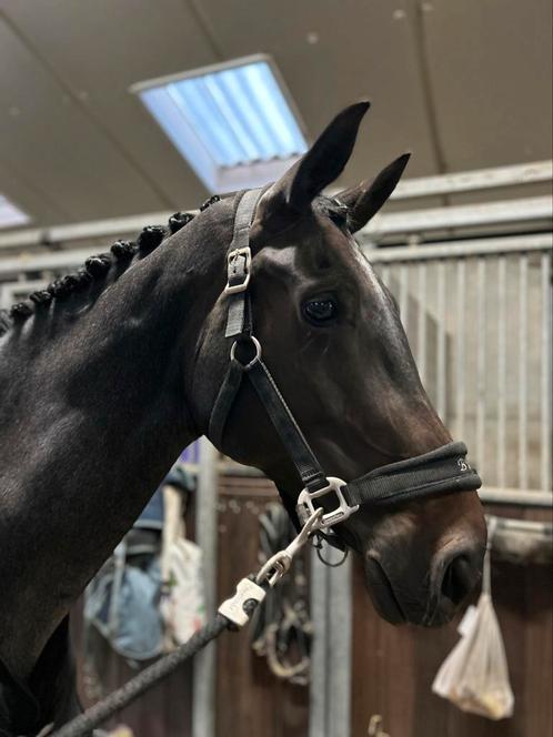 Merrie 9 jaar , merrie met veel mogelijkheden, Dieren en Toebehoren, Paarden, Merrie, 165 tot 170 cm, 7 tot 10 jaar, Springpaard