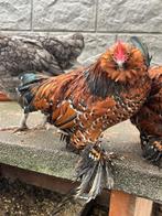 Ukkelse baardkriel haan, Dieren en Toebehoren, Pluimvee, Mannelijk, Kip