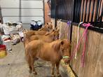Shetland merrieveulens te koop, Animaux & Accessoires, Poneys