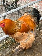 Brahma haan, Dieren en Toebehoren, Pluimvee, Mannelijk, Kip