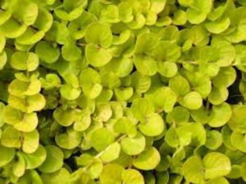 Lysimachia Nummelaria beschikbaar voor biedingen