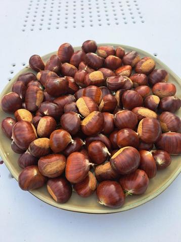 Kastanjes te koop!! beschikbaar voor biedingen