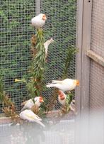 Distelvinken putters, Dieren en Toebehoren, Vogels | Overige Vogels