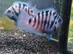 Actief koppel Polar Blue Parrot cichlid (Amatitlania), Dieren en Toebehoren, Vis, Zoetwatervis