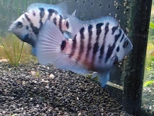Actief koppel Polar Blue Parrot cichlid (Amatitlania), Dieren en Toebehoren, Vissen | Aquariumvissen, Zoetwatervis, Vis