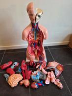 Torso met uitneembare organen, Ophalen