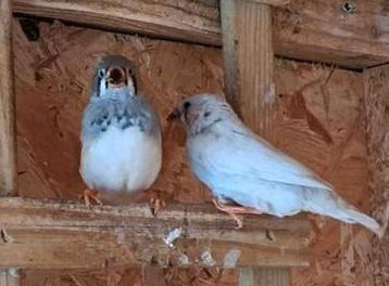 Vier zebravinken vrouwtjes  beschikbaar voor biedingen