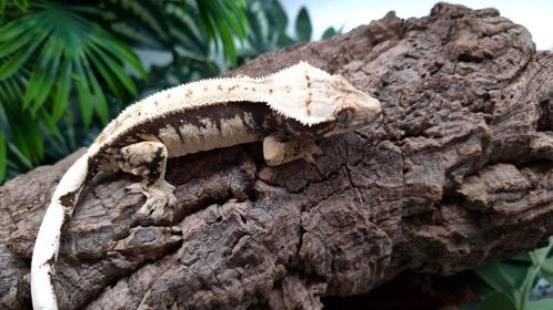 Wimpergekko man LW, Dieren en Toebehoren, Reptielen en Amfibieën