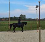 Bon cheval de loisir, Animaux & Accessoires, Chevaux, B, 11 ans ou plus, Hongre, Avec pedigree