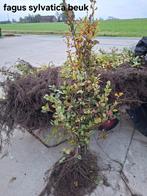 Fagus sylvatica beuk nodig?wij geven jullie de beste prijzen, Tuin en Terras, Ophalen