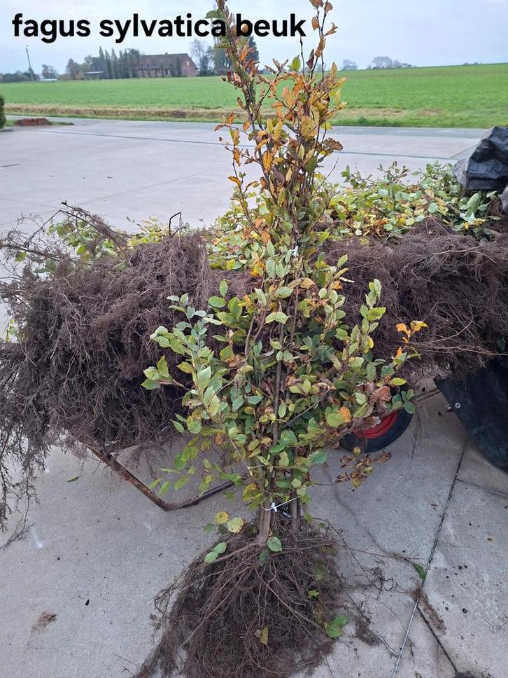 Fagus sylvatica beuk nodig?wij geven jullie de beste prijzen, Tuin en Terras, Planten | Bomen, Ophalen