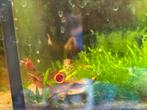 Rode garnalen, Dieren en Toebehoren, Vissen | Aquariumvissen