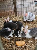 Vlaamse reus, Dieren en Toebehoren, Konijnen