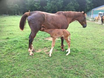 Poulinière Voltaire pour compagnie ou élevage beschikbaar voor biedingen