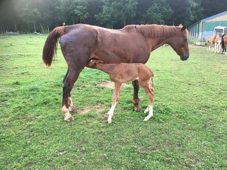 Poulinière Voltaire pour compagnie ou élevage, Dieren en Toebehoren, Paarden en Pony's | Dekhengsten en Fokmerries, Merrie