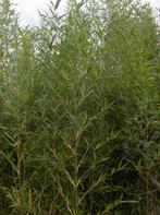 Bamboe Semiarundinaria fastuosa Viridis., Ophalen, Bamboe