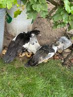 3 barberie eenden te koop, Dieren en Toebehoren, Mannelijk, Eend