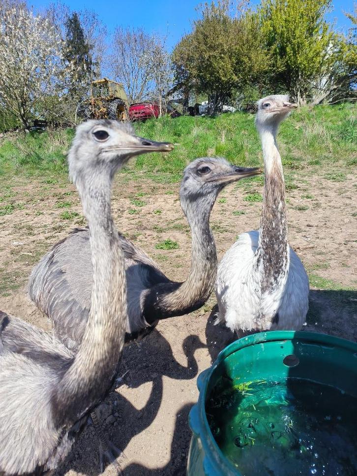 2 Couples de nandou, Dieren en Toebehoren, Overige Dieren-accessoires, Ophalen
