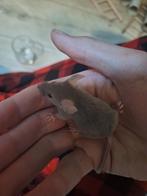 Mannelijke kleurmuizen gratis op te halen, Dieren en Toebehoren, Muis, Mannelijk, November, Tam