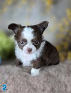 Chihuahua pups langhaar Chi pup, Dieren en Toebehoren, België, Fokker | Hobbymatig, CDV (hondenziekte), 8 tot 15 weken
