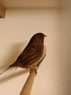 Barmsijs, Meerdere dieren, Wildzangvogel, Geringd
