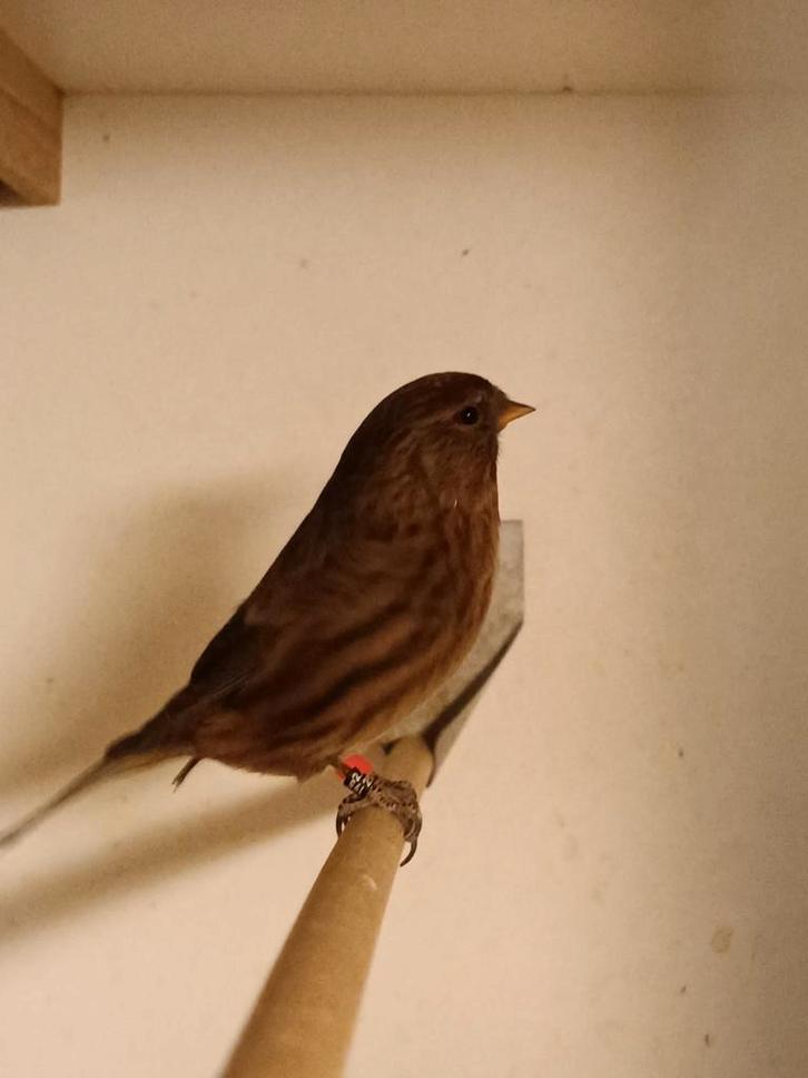Barmsijs, Dieren en Toebehoren, Vogels | Overige Vogels, Wildzangvogel, Meerdere dieren, Geringd