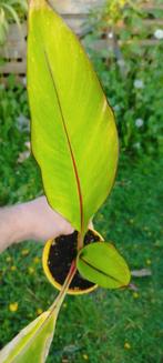 Ensete montbeiliardi banaan, Ophalen of Verzenden
