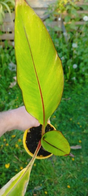 Ensete montbeiliardi banaan beschikbaar voor biedingen