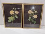 2 Pierre-Joseph Redouté print , in mooie  kader 44 x 32 cm, Minder dan 50 cm, Ophalen of Verzenden, Minder dan 50 cm, Print