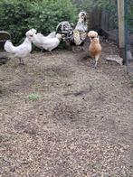 Broedeieren padua groothoender, Sexe inconnu, Poule ou poulet