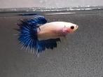 Betta man halfmoon
