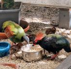 RoulRouls, Dieren en Toebehoren, Vogels | Overige Vogels, Geringd