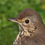 Zanglijsters, Dieren en Toebehoren, Vogels | Overige Vogels, Meerdere dieren, Wildzangvogel, Geringd