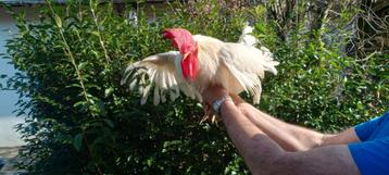 Jonge leghorn haan beschikbaar voor biedingen