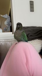 pyrrhura 10 maanden, Dieren en Toebehoren, Tam