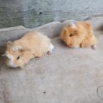 Peruvian cavia beertjes, Dieren en Toebehoren, Oktober, Mannelijk, Cavia