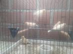Kanaries, Dieren en Toebehoren, Kleurkanarie