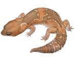 Hemitheconyx Caudicinctus - Vetstaartgekko groep, Animaux & Accessoires, Reptiles & Amphibiens