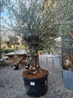 Olijfboom Olea Europaea, Tuin en Terras, Ophalen, Olijfboom