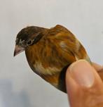 Métiss de Tarin Rouge JASPE  F1, Dieren en Toebehoren, Vogels | Overige Vogels