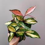 **Hoya carnosa 'Variegata tricolor'**, Enlèvement ou Envoi