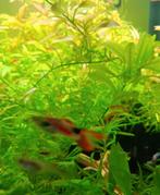 Guppies (endler)