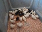 Kuikens Poule de bresse en Mechelse koekoek