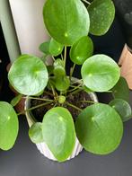 Pannenkoeken plant, Huis en Inrichting, Kamerplanten, Ophalen